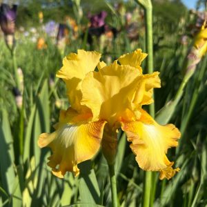 Flavo Papilio - 2025