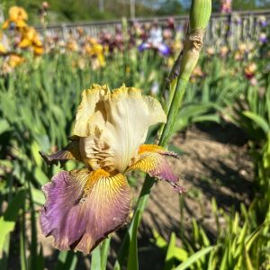 Imperialis Episcopus - 2025